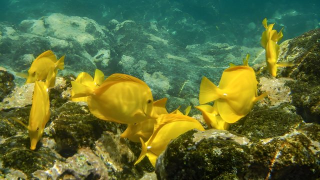 Hawaii reef fish, yellow tang
